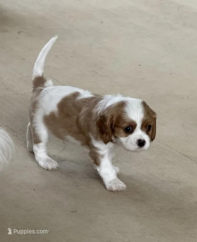 PeeWee – Cavalier King Charles Spaniel puppy for sale in Monroe, LA