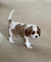 PeeWee, a male Cavalier King Charles Spaniel for sale in Monroe, LA – 1 of 2