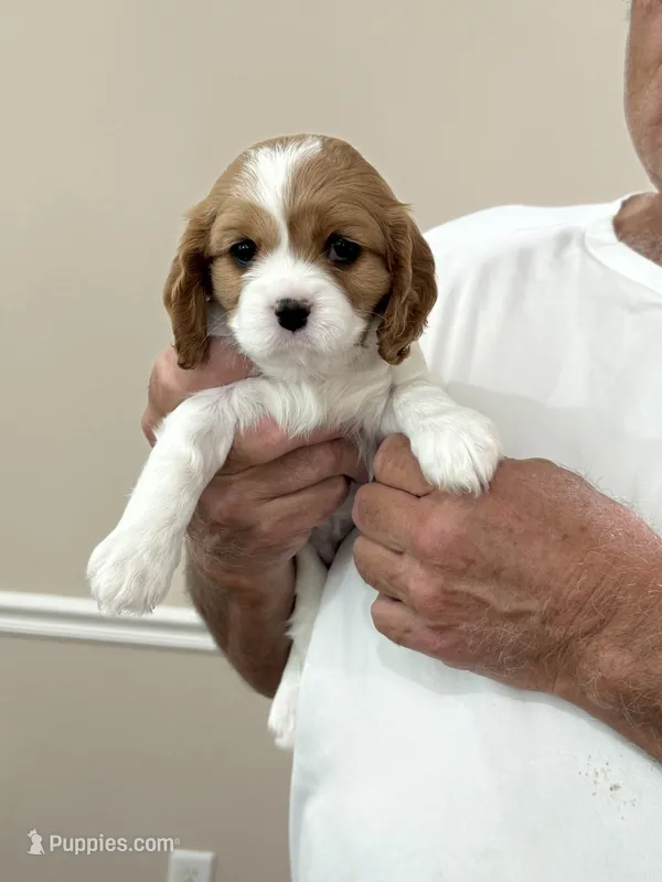 Mia – Cavalier King Charles Spaniel puppy for sale in Monroe, LA