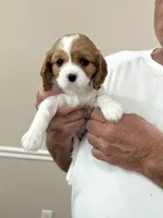 Mia, a female Cavalier King Charles Spaniel for sale in Monroe, LA – 1 of 4