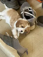 Mia, a female Cavalier King Charles Spaniel for sale in Monroe, LA – 4 of 4