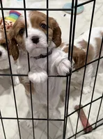 Mia, a female Cavalier King Charles Spaniel for sale in Monroe, LA – 2 of 4