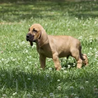 Heath, a male Bloodhound for sale in Oakdale, LA – Photo 2 of 2