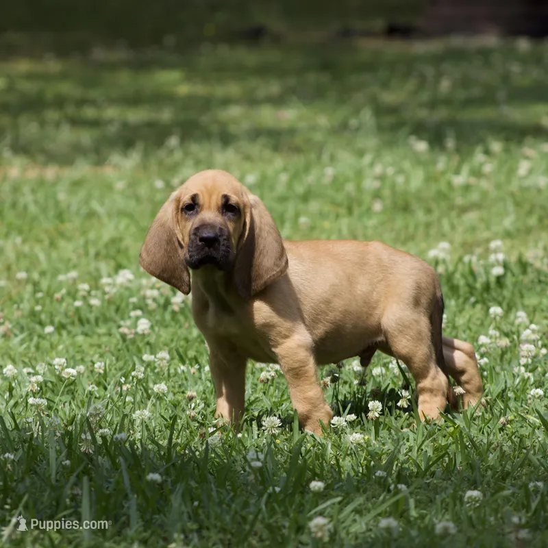 Heath – Bloodhound puppy for sale in Oakdale, LA