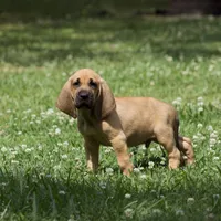 Heath, a male Bloodhound for sale in Oakdale, LA – Photo 1 of 2