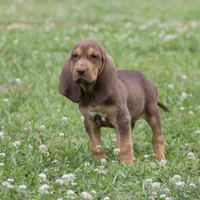 Hank, a male Bloodhound for sale in Oakdale, LA – Photo 1 of 2