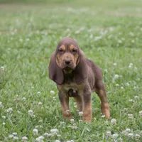 Hank, a male Bloodhound for sale in Oakdale, LA – Photo 2 of 2