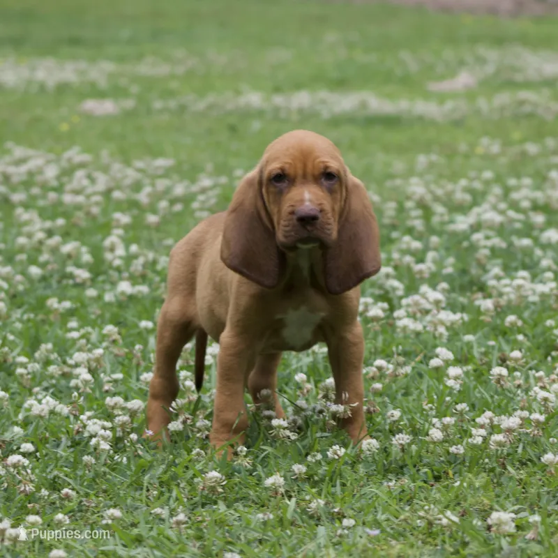 Copper – Bloodhound puppy for sale in Oakdale, LA