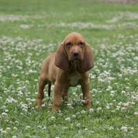 Copper, a male Bloodhound for sale in Oakdale, LA – Photo 1 of 2