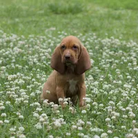 Copper, a male Bloodhound for sale in Oakdale, LA – Photo 2 of 2