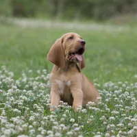 Leo, a male Bloodhound for sale in Oakdale, LA – Photo 2 of 2