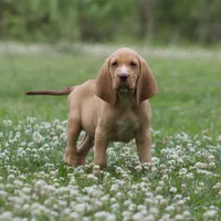 Leo, a male Bloodhound for sale in Oakdale, LA – Photo 1 of 2