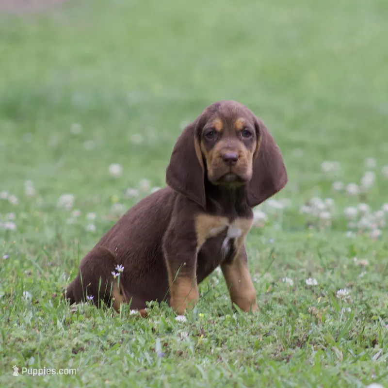 Buckshot  – Bloodhound puppy for sale in Oakdale, LA