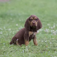 Buckshot , a male Bloodhound for sale in Oakdale, LA – Photo 1 of 3