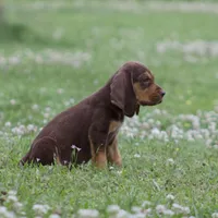 Buckshot , a male Bloodhound for sale in Oakdale, LA – Photo 3 of 3
