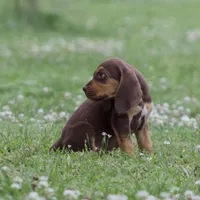 Buckshot , a male Bloodhound for sale in Oakdale, LA – Photo 2 of 3