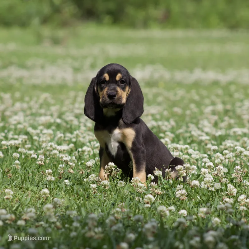 Lilly – Bloodhound puppy for sale in Oakdale, LA