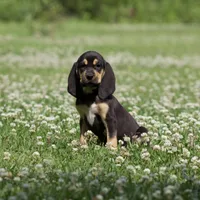 Lilly, a female Bloodhound for sale in Oakdale, LA – Photo 1 of 4
