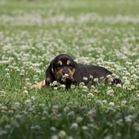 Lilly, a female Bloodhound for sale in Oakdale, LA – Photo 3 of 4