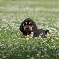 Lilly, a female Bloodhound for sale in Oakdale, LA – Photo 2 of 4