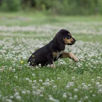 Lilly, a female Bloodhound for sale in Oakdale, LA – Photo 4 of 4