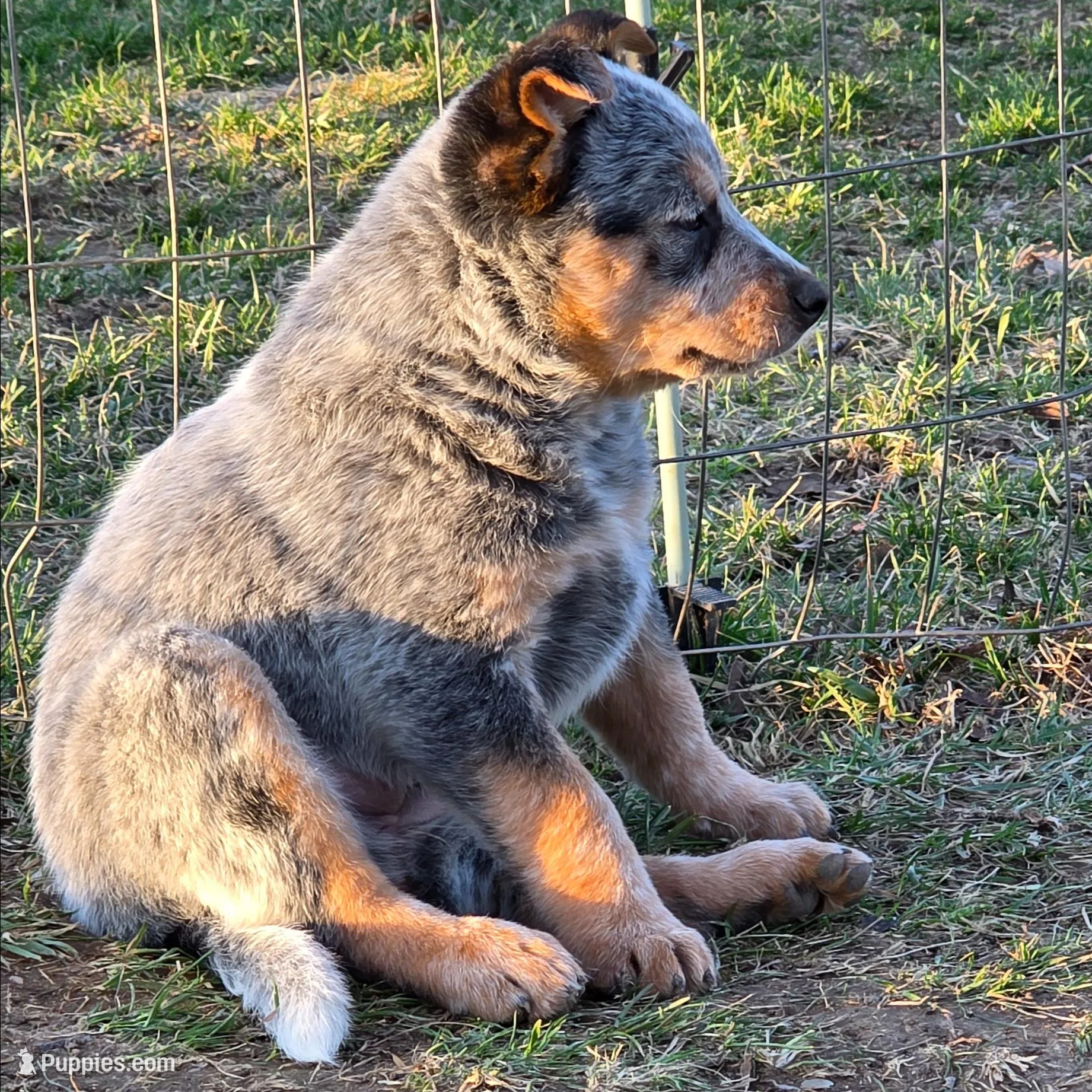 Duke – Australian Cattle Dog puppy for sale in Kirksville, MO