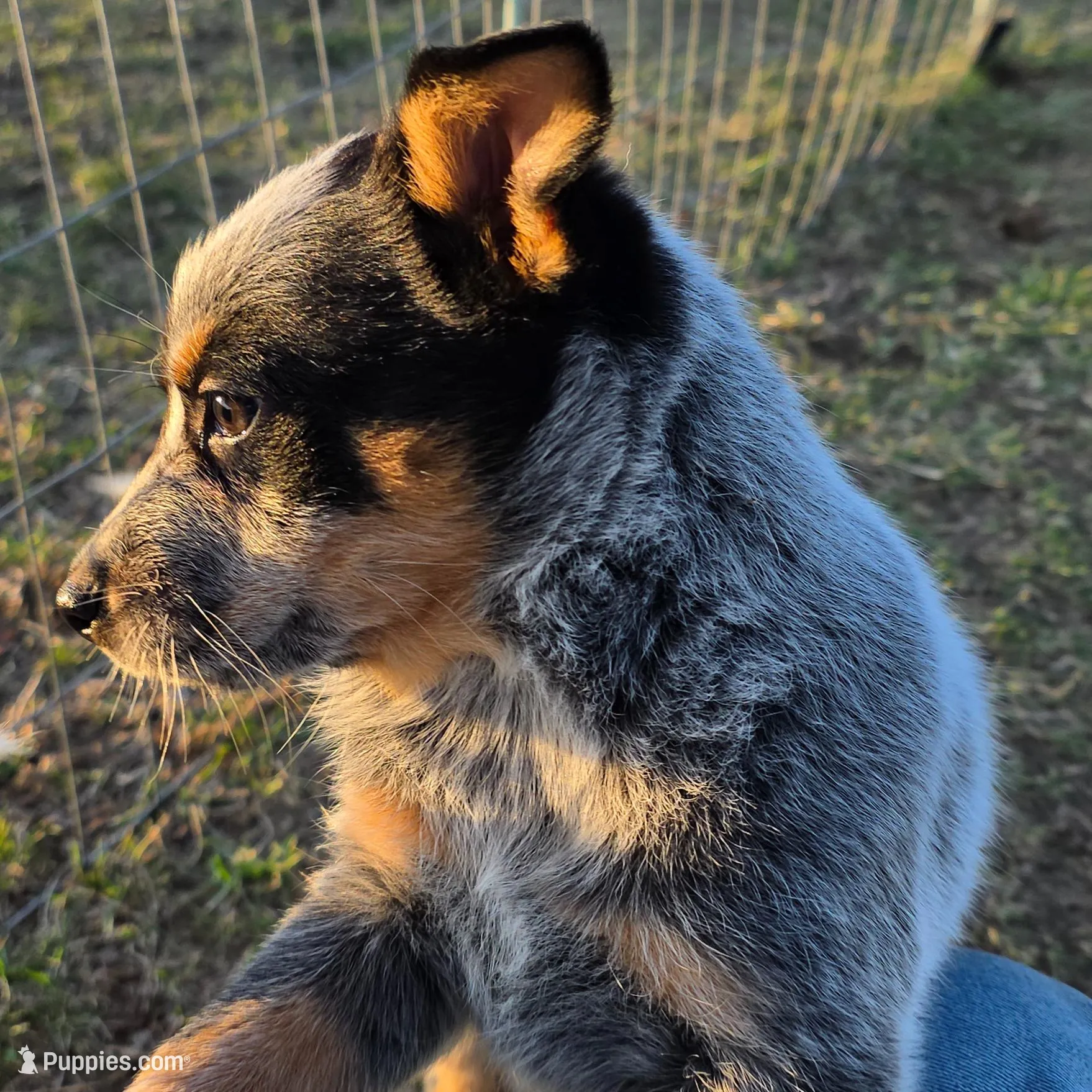 Oreo – Australian Cattle Dog puppy for sale in Kirksville, MO