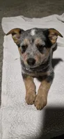 Daisy , a female Australian Cattle Dog for sale in Kirksville, MO – Photo 4 of 5