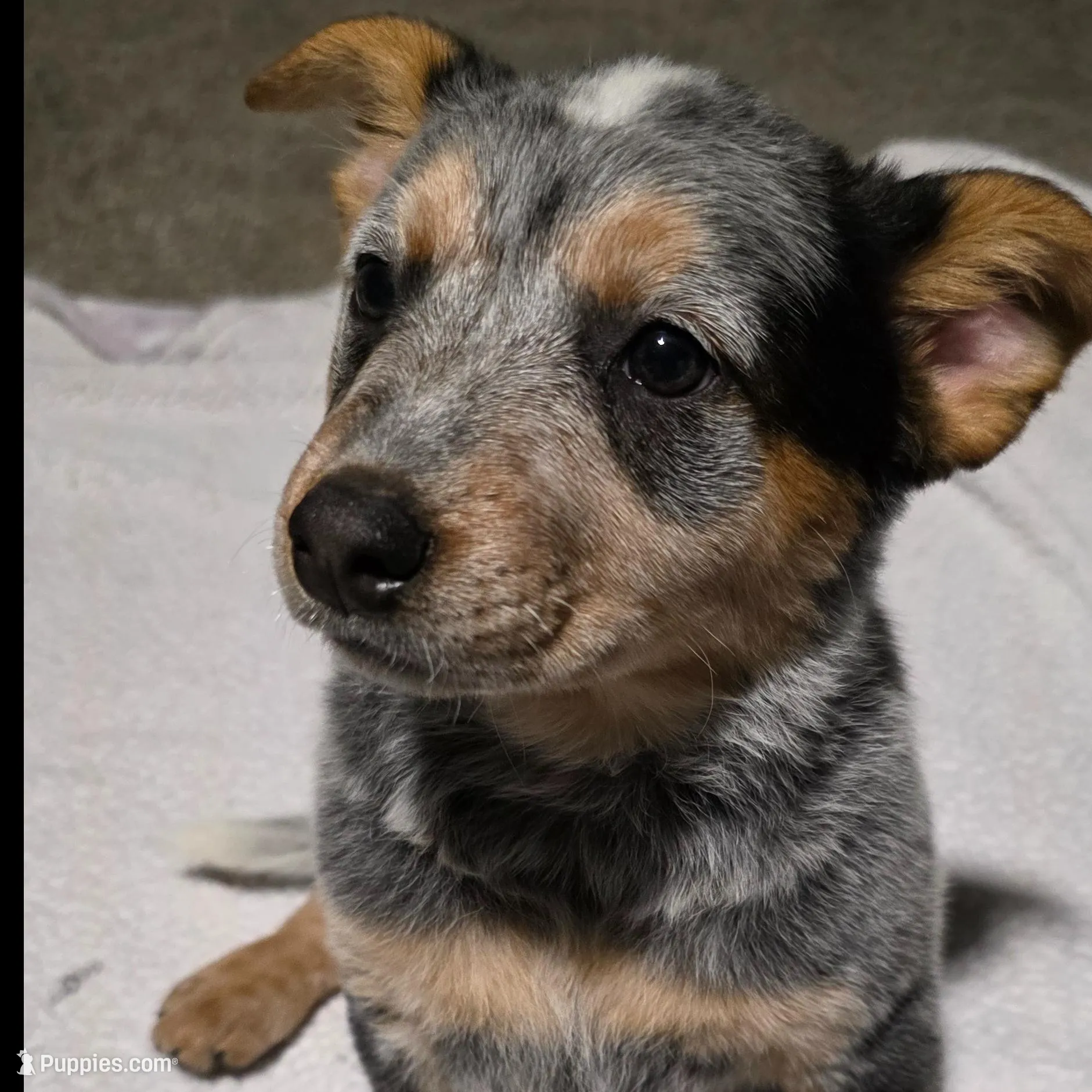 Daisy  – Australian Cattle Dog puppy for sale in Kirksville, MO