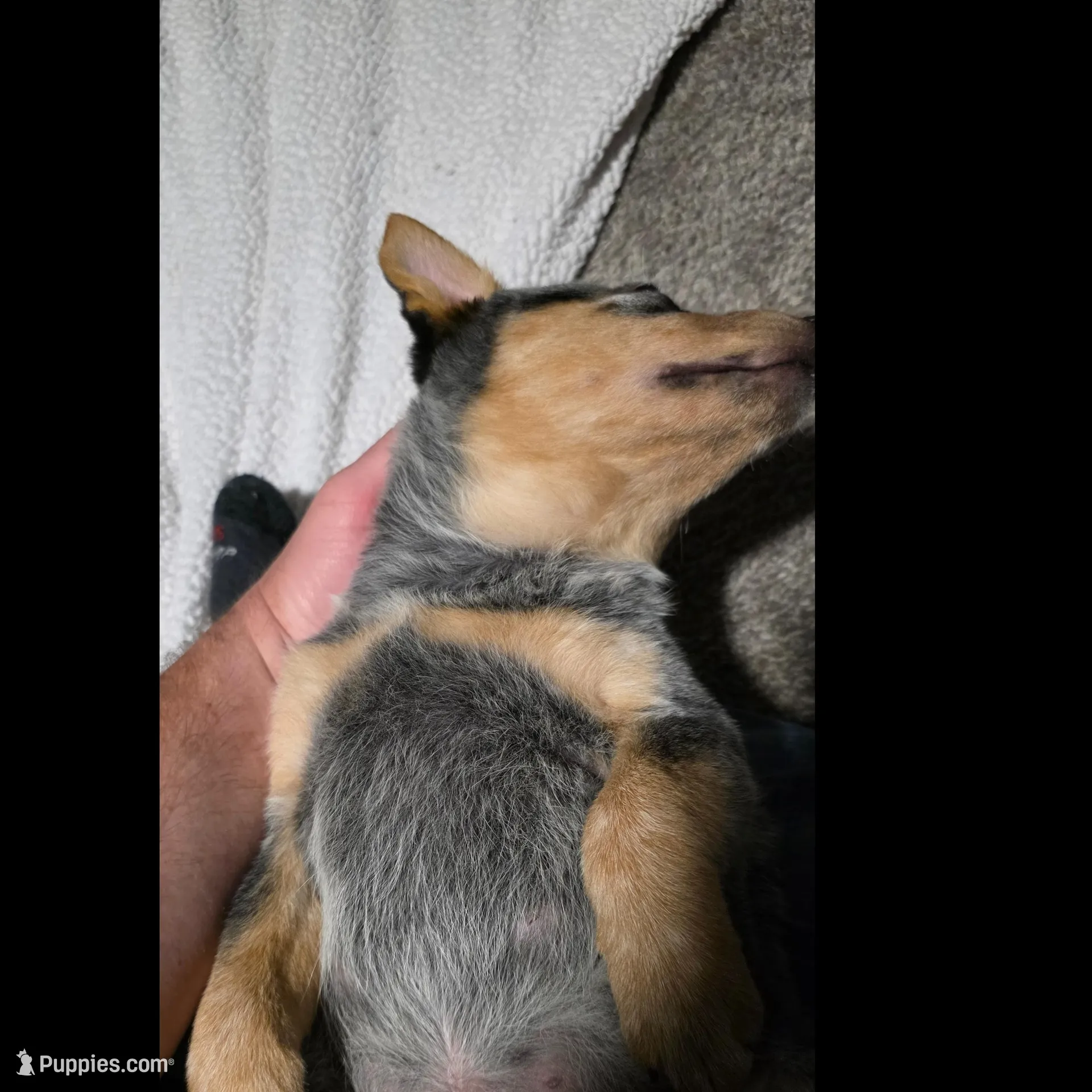 Daisy , a female Australian Cattle Dog for sale in Kirksville, MO – Photo 5 of 5