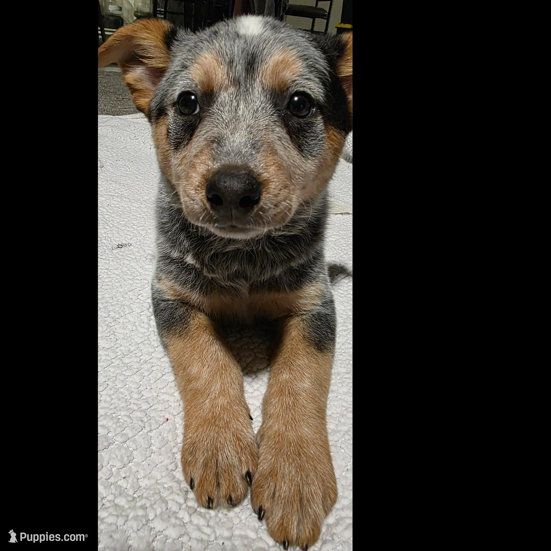 Daisy , a female Australian Cattle Dog for sale in Kirksville, MO – Photo 2 of 5