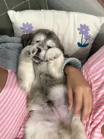 Ash, a male Goldendoodle and Alaskan Klee Kai for sale in Miami, FL – 2 of 9