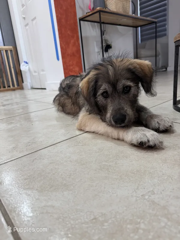 Perry – Goldendoodle, Alaskan Klee Kai puppy for sale in Miami, FL