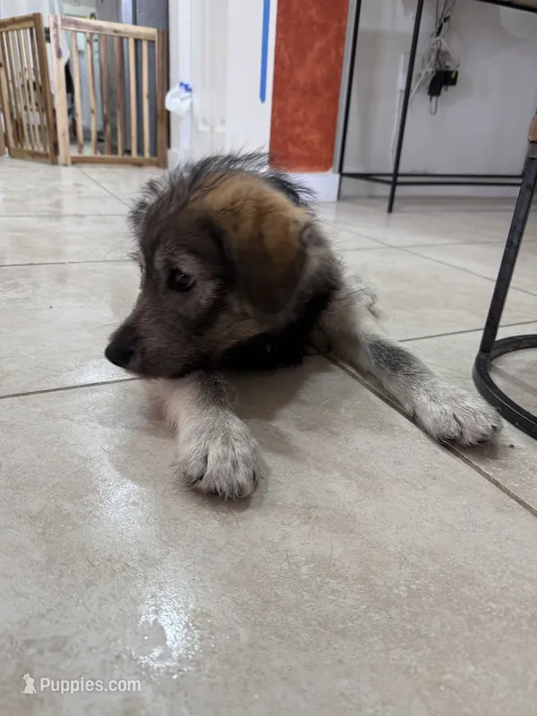Negri – Goldendoodle, Alaskan Klee Kai puppy for sale in Miami, FL