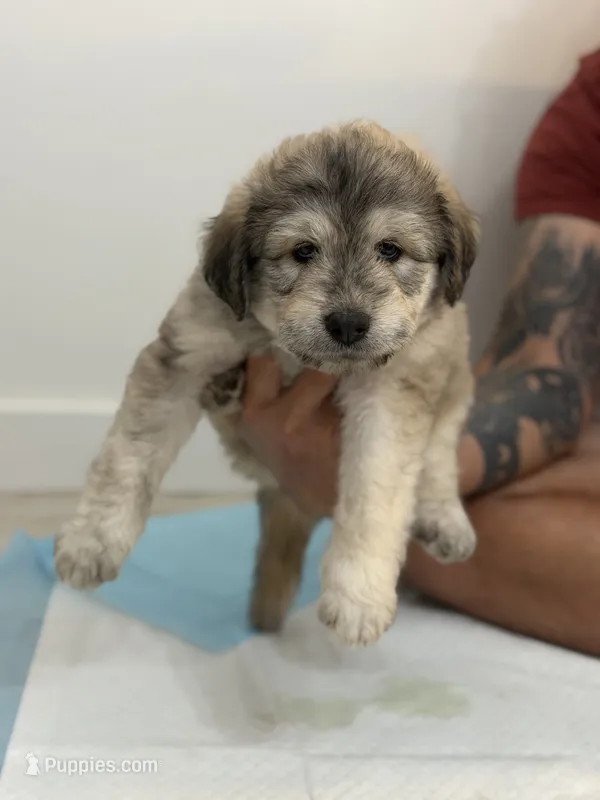 Ash – Goldendoodle, Alaskan Klee Kai puppy for sale in Miami, FL