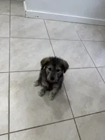 Negri, a male Goldendoodle and Alaskan Klee Kai for sale in Miami, FL – 4 of 7