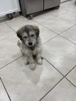 Ash, a male Goldendoodle and Alaskan Klee Kai for sale in Miami, FL – 9 of 9