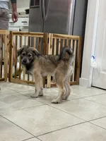 Negrit, a male Goldendoodle and Alaskan Klee Kai for sale in Miami, FL – 2 of 9