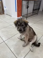 Negri, a male Goldendoodle and Alaskan Klee Kai for sale in Miami, FL – 4 of 10