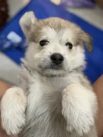 Ash, a male Goldendoodle and Alaskan Klee Kai for sale in Miami, FL – 3 of 9