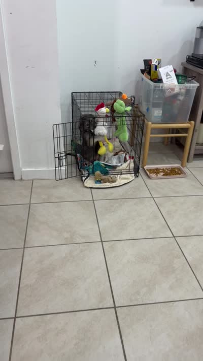 Negri, a male Goldendoodle and Alaskan Klee Kai for sale in Miami, FL – 7 of 7
