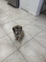 Ash, a male Goldendoodle and Alaskan Klee Kai for sale in Miami, FL – 8 of 9
