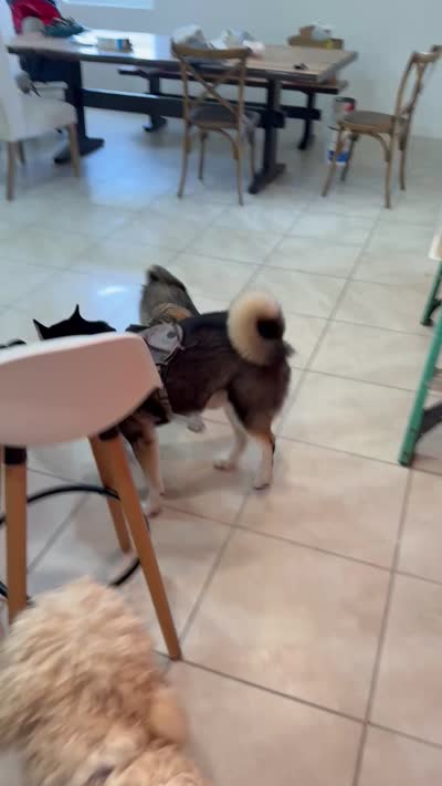 Negrit, a male Goldendoodle and Alaskan Klee Kai for sale in Miami, FL – 8 of 9