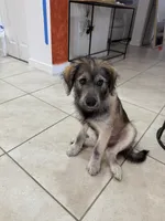 Negrit, a male Goldendoodle and Alaskan Klee Kai for sale in Miami, FL – 6 of 9