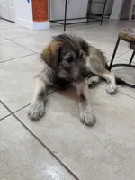 Negrit, a male Goldendoodle and Alaskan Klee Kai for sale in Miami, FL – 1 of 9