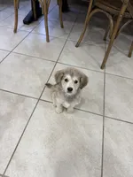 Ash, a male Goldendoodle and Alaskan Klee Kai for sale in Miami, FL – 5 of 9