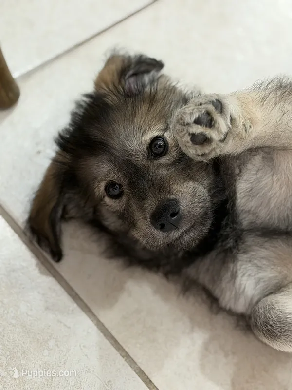 Negri – Goldendoodle, Alaskan Klee Kai puppy for sale in Miami, FL