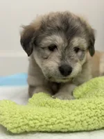 Ash, a male Goldendoodle and Alaskan Klee Kai for sale in Miami, FL – 6 of 9