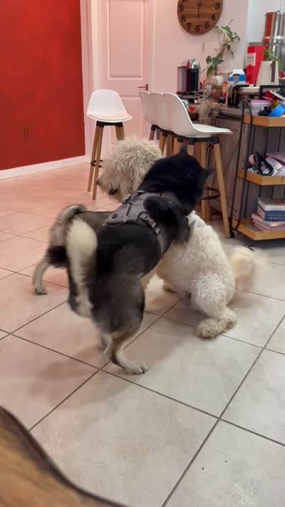 Negrit, a male Goldendoodle and Alaskan Klee Kai for sale in Miami, FL – 9 of 9