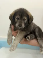 Ash, a male Goldendoodle and Alaskan Klee Kai for sale in Miami, FL – 4 of 9